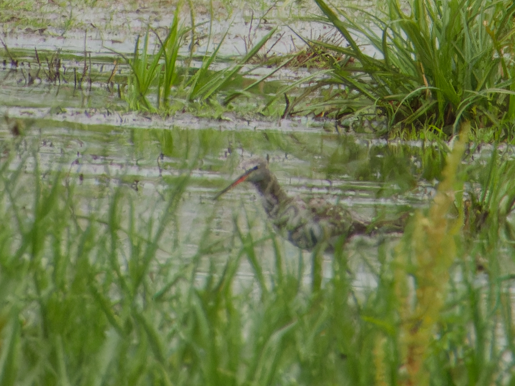 Photo of Spotted Redshank